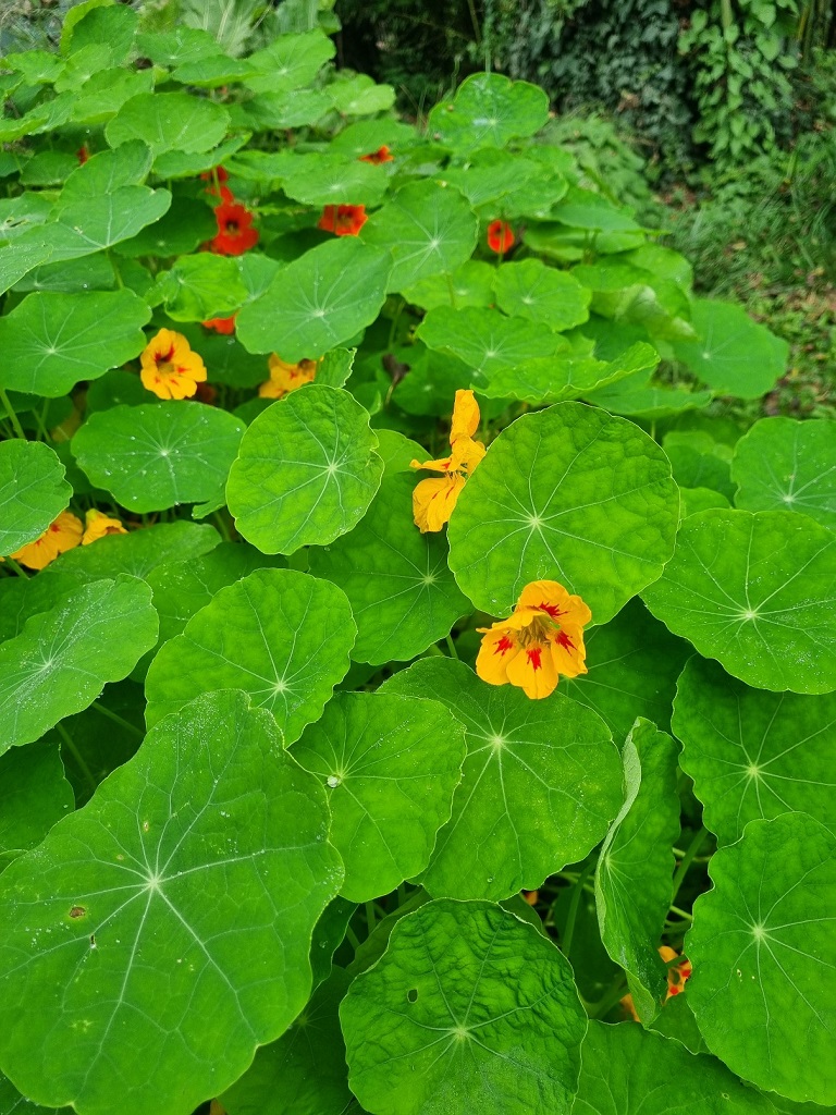 Kapuzinerkresse - Tropaeolum majus