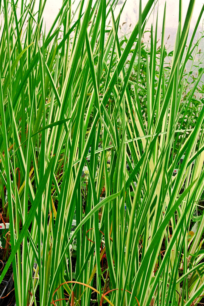 Acorus calamus Variegatus, Weißgestreifter Kalmus