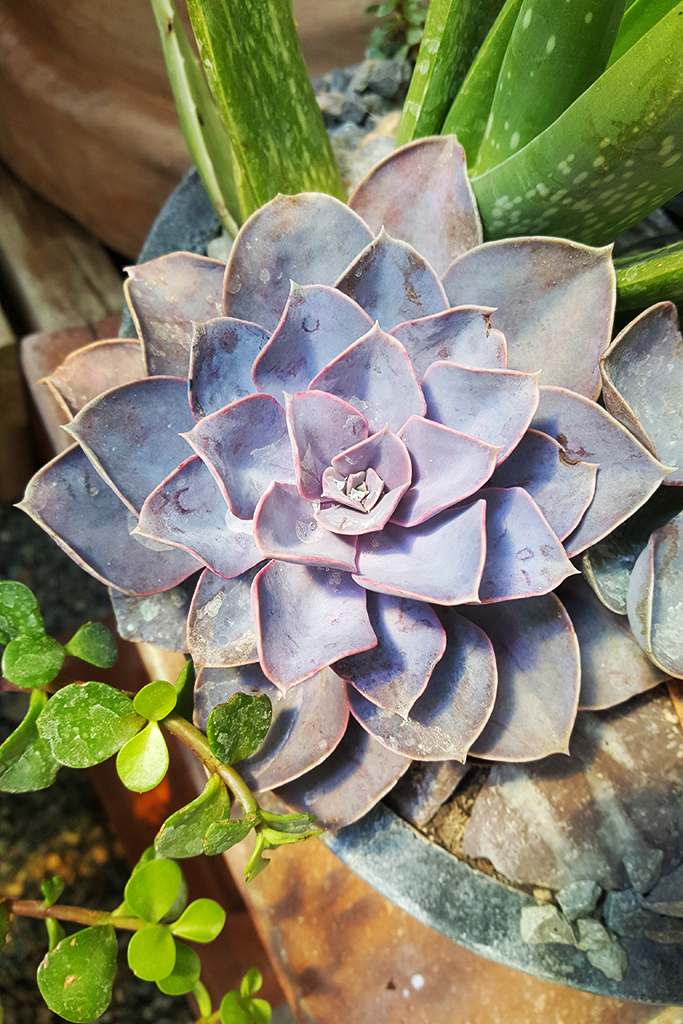 Echeveria, Fettblattrosette in 2 Sorten