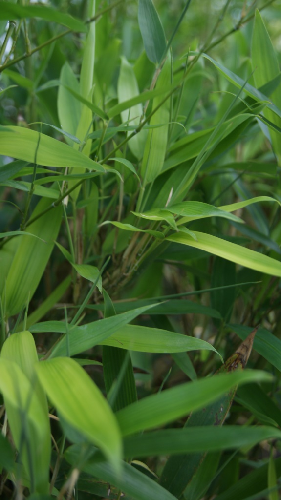 Wasserbambus, Phyllostachys heteroclada ´Solidstem´