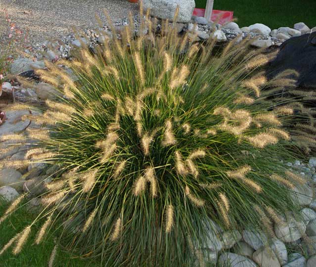 Lampenputzergras , Pennisetum alopecuroides Hameln