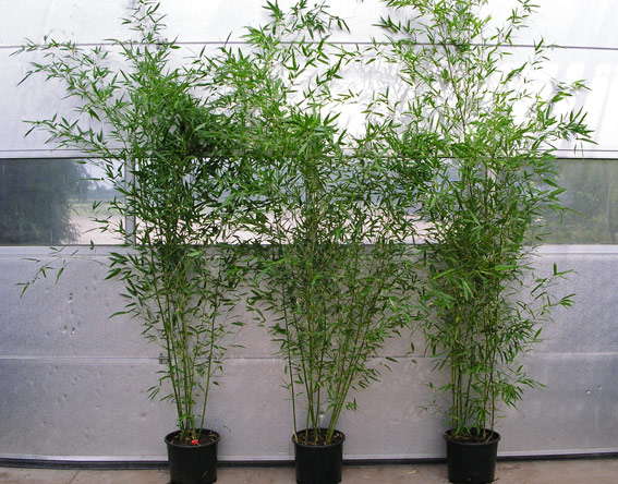 Grüner Bambus, Phyllostachys bissetii