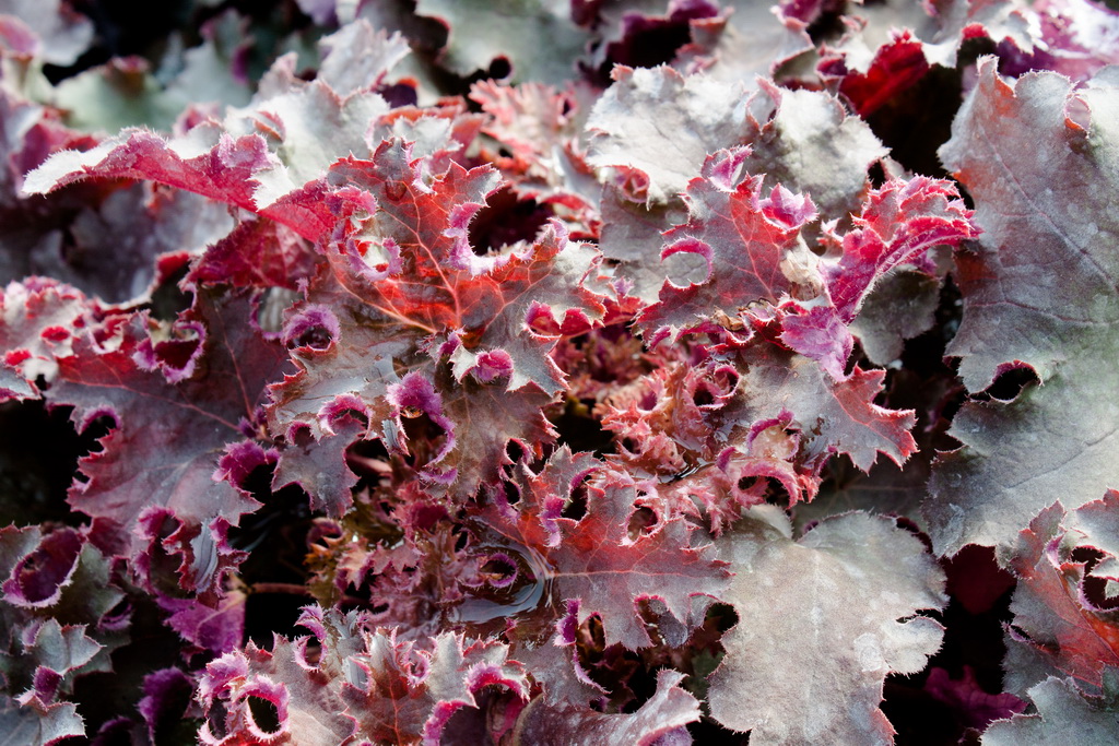 Purpurglöckchen, Heuchera micrantha Purple Petticoats