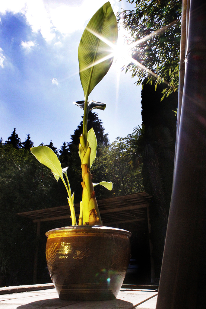 Golden Lotus Banane - Musella Lasiocarpa