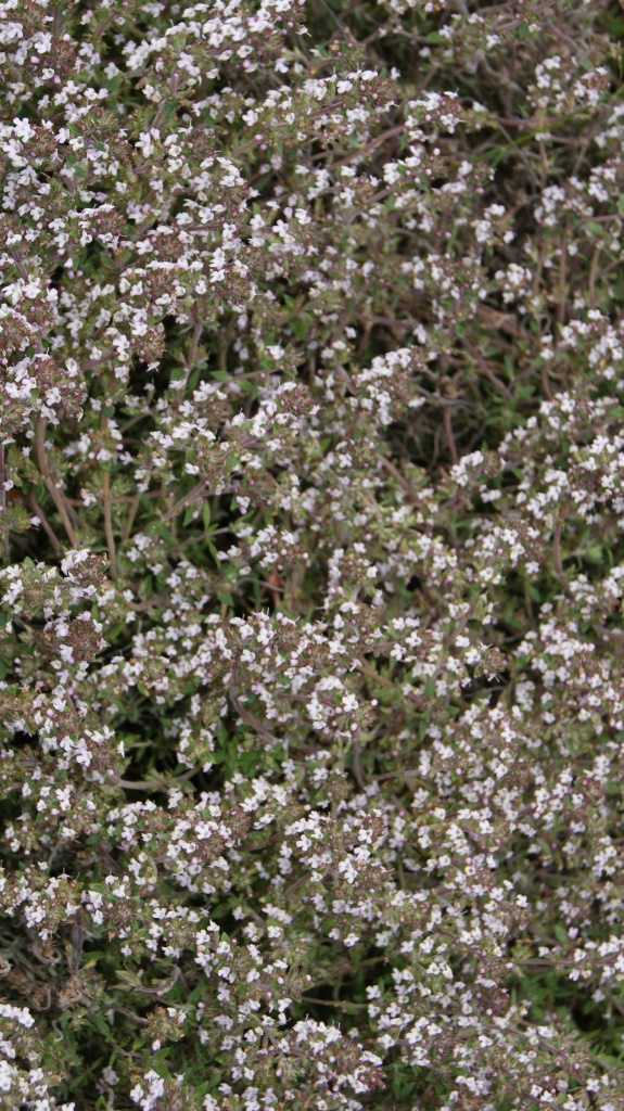 Orangenthymian, Thymus fragrantissimus