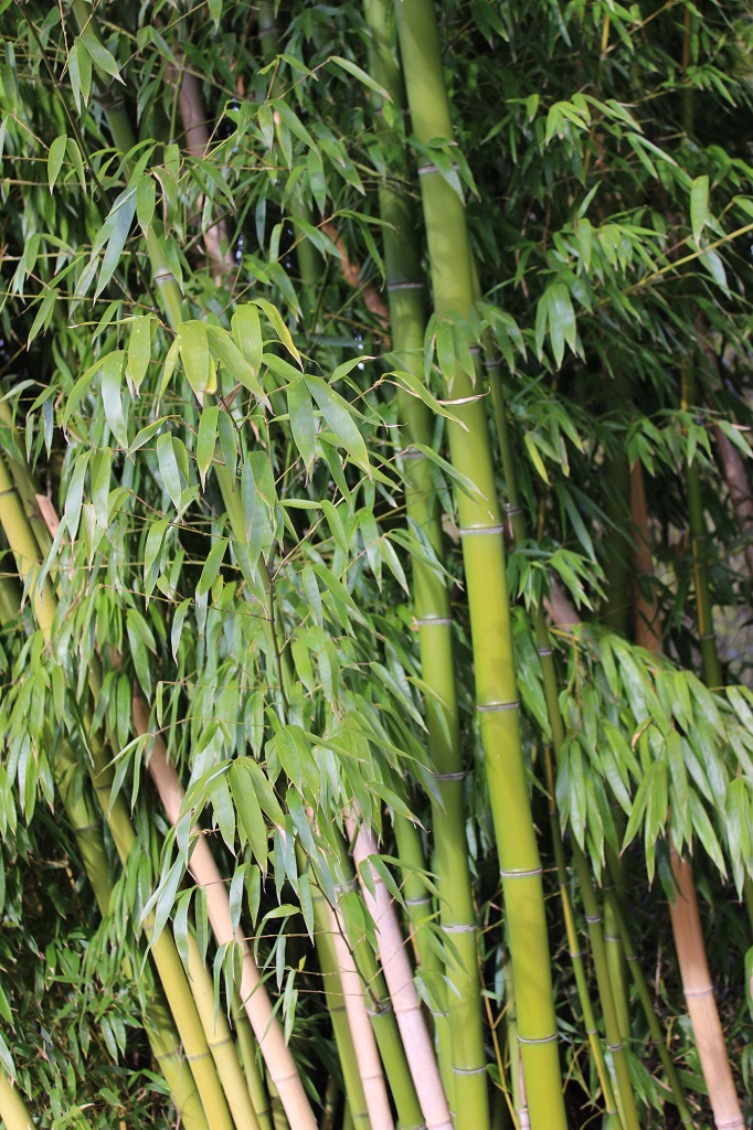 Gelber Furchen Bambus, Phyllostachys vivax Huangwenzhu