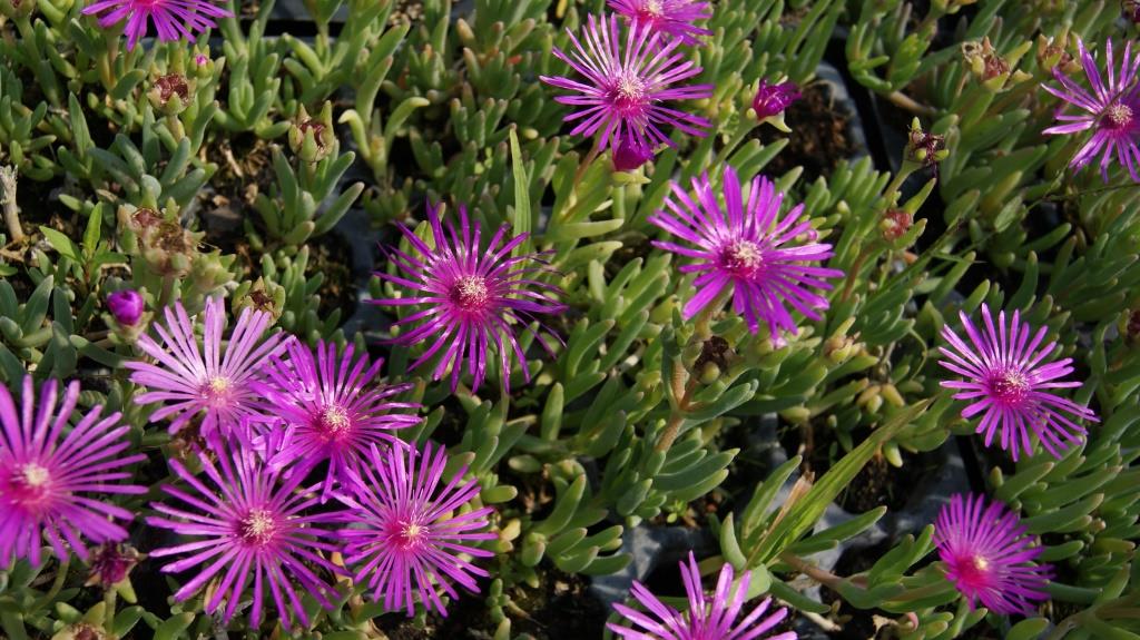 Rote Mittagsblume, Delosperma cooperi