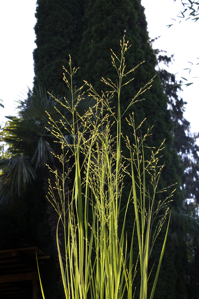 Bläuliche Rutenhirse, Panicum virgatum Heavy Metal