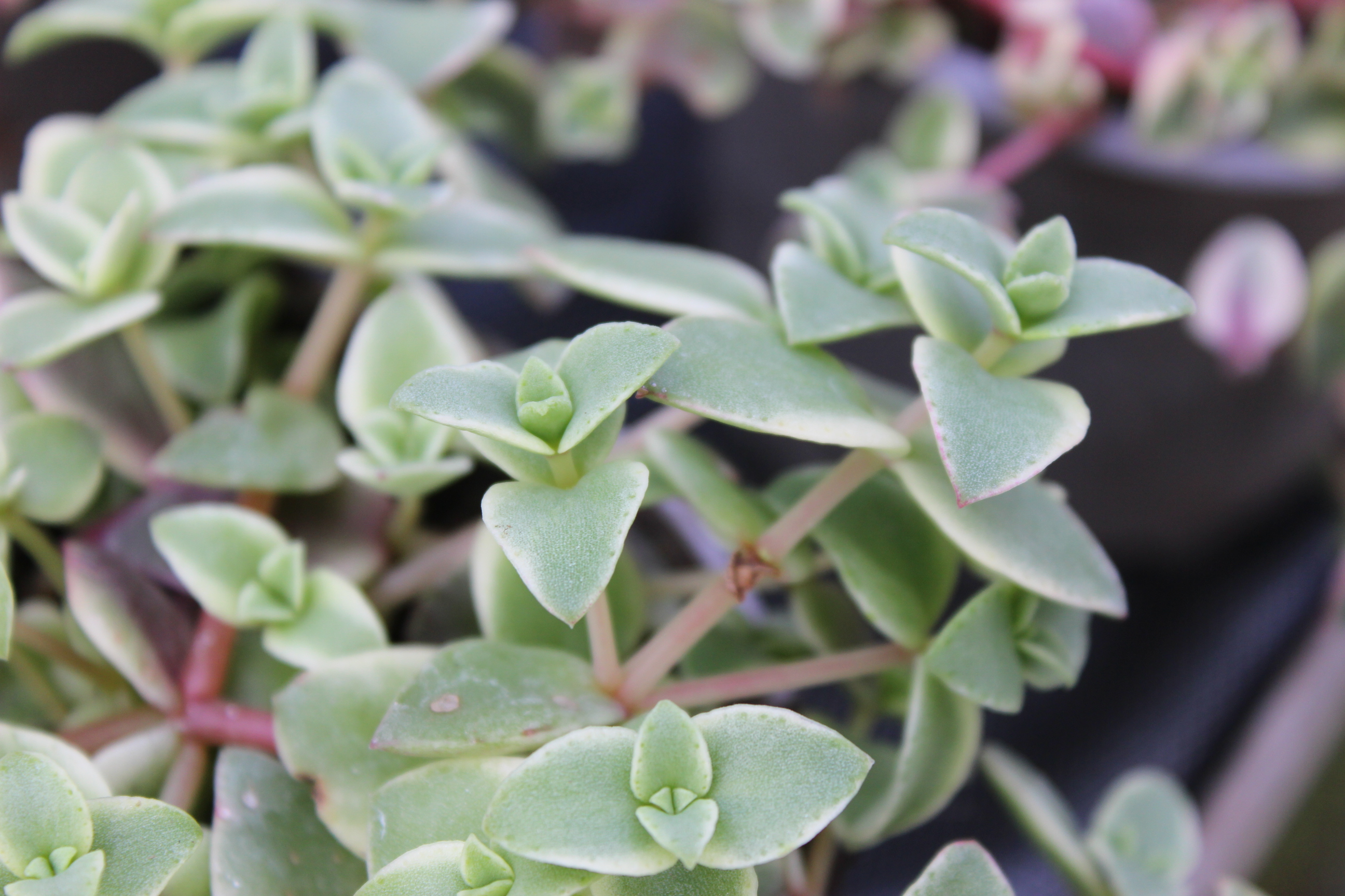 Dunkelrotes Dickblatt, Crassula pellucida ssp. marginalis