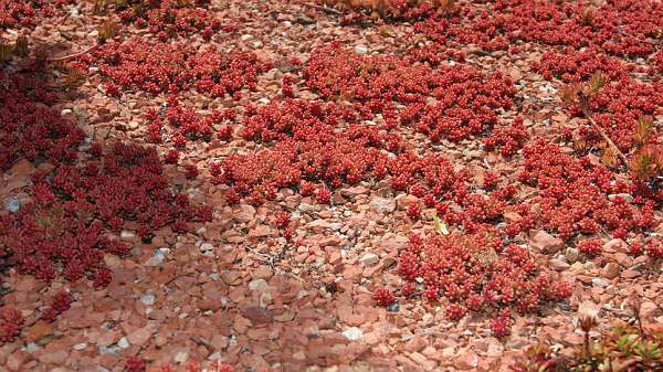 Rotmoos Mauerpfeffer, Sedum album Coral Carpet