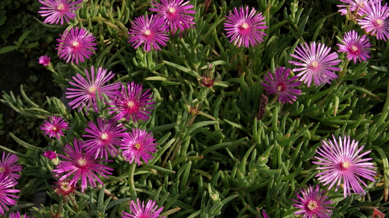 Rote Mittagsblume, Delosperma cooperi