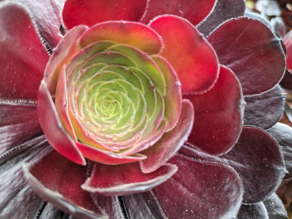 Dunkles Rosettendickblatt, Aeonium Arboreum Atropurpureum