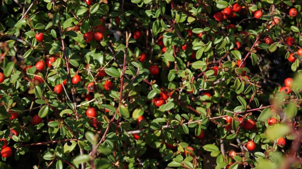 Teppichmispel, Cotoneaster dammeri radicans