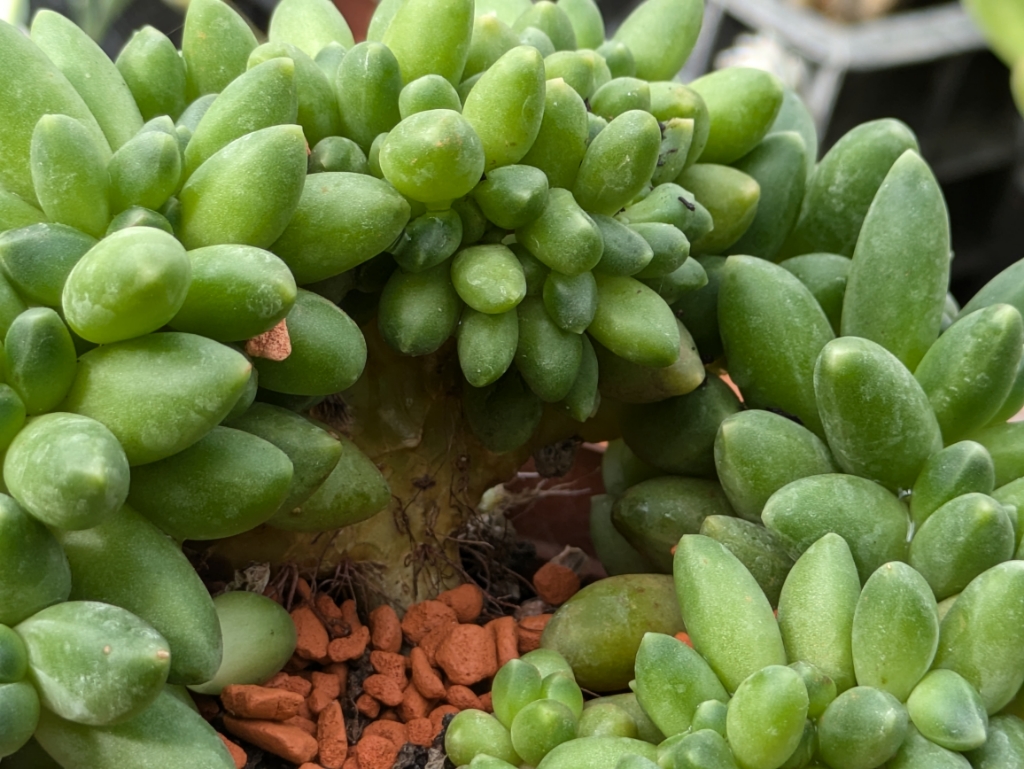 Mondstein, Pachyphytum compactum