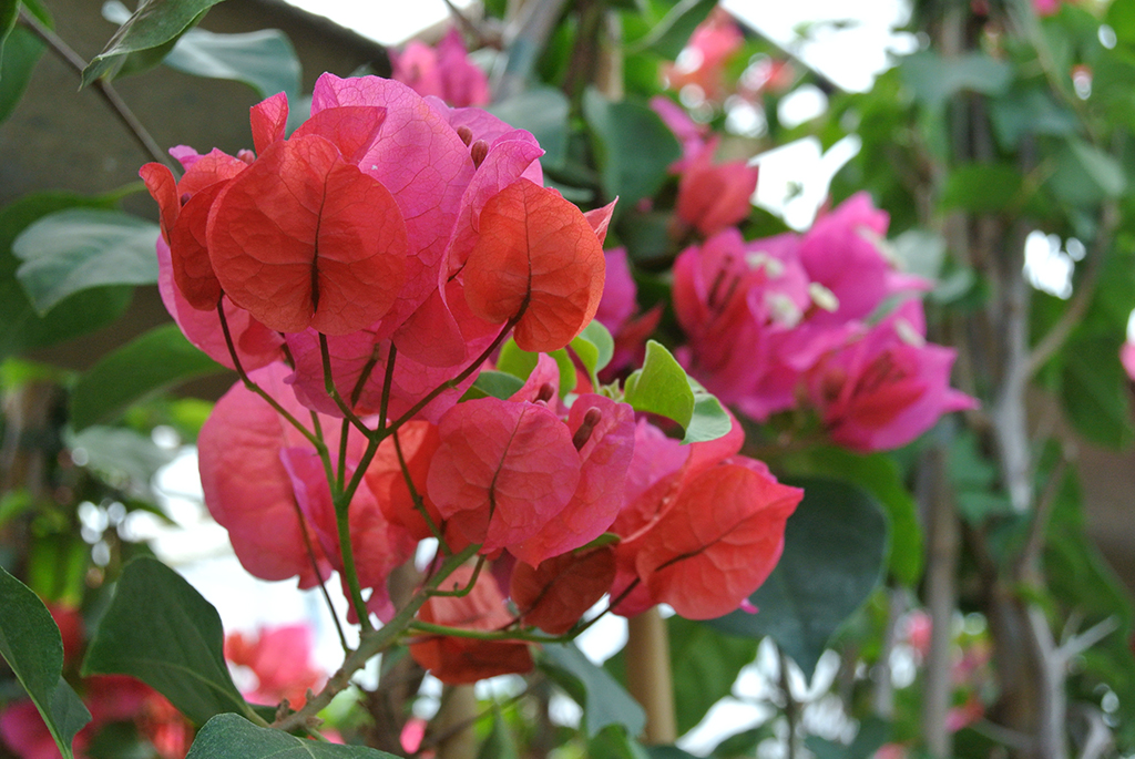 Bougainvillea glabra - Drillingsblume