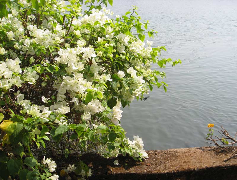 Bougainvillea glabra - Drillingsblume