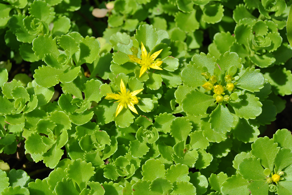 Immergrünchen, Sedum hybridum