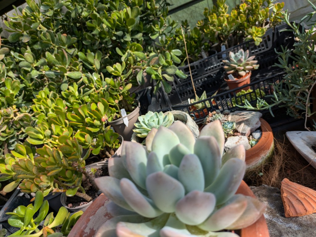 Echeveria mit Frosteffekt, Echeveria cubic frost