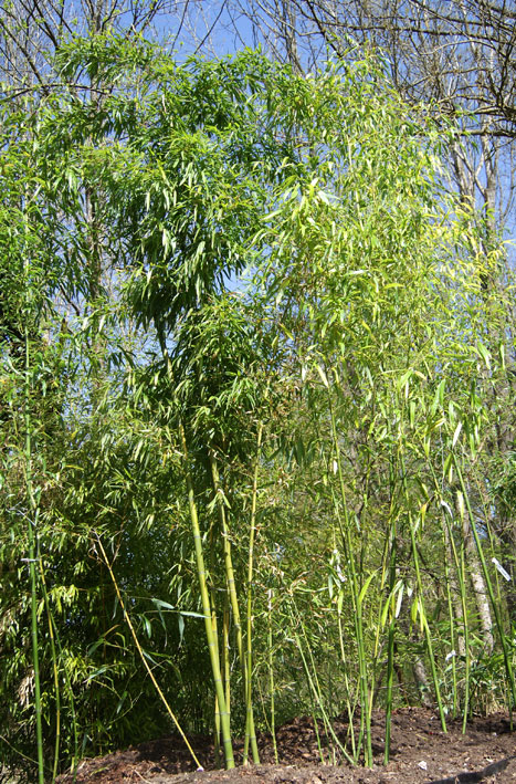 Gelber Furchen Bambus, Phyllostachys vivax Huangwenzhu