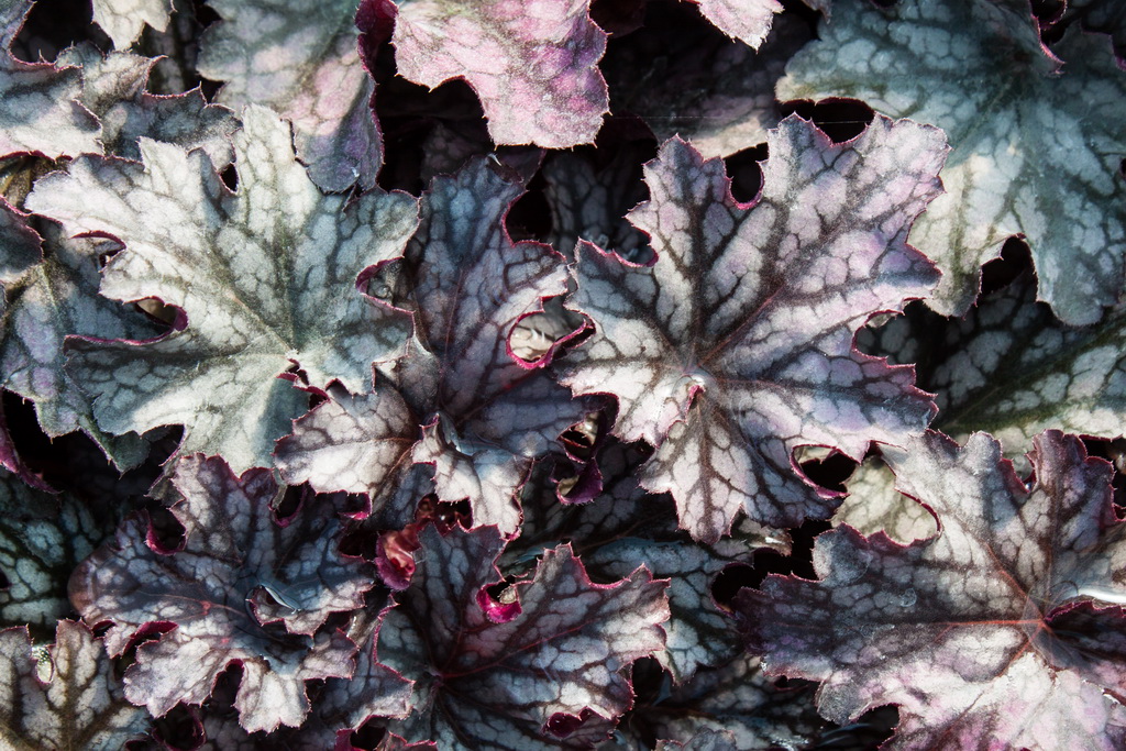 Purpurglöckchen, Heuchera micrantha Blackberry Jam