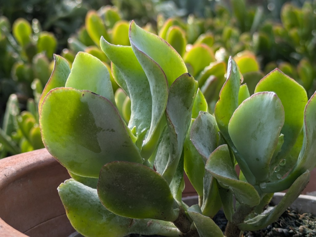 Cotyledon orbiculata var. oblonga Macrantha