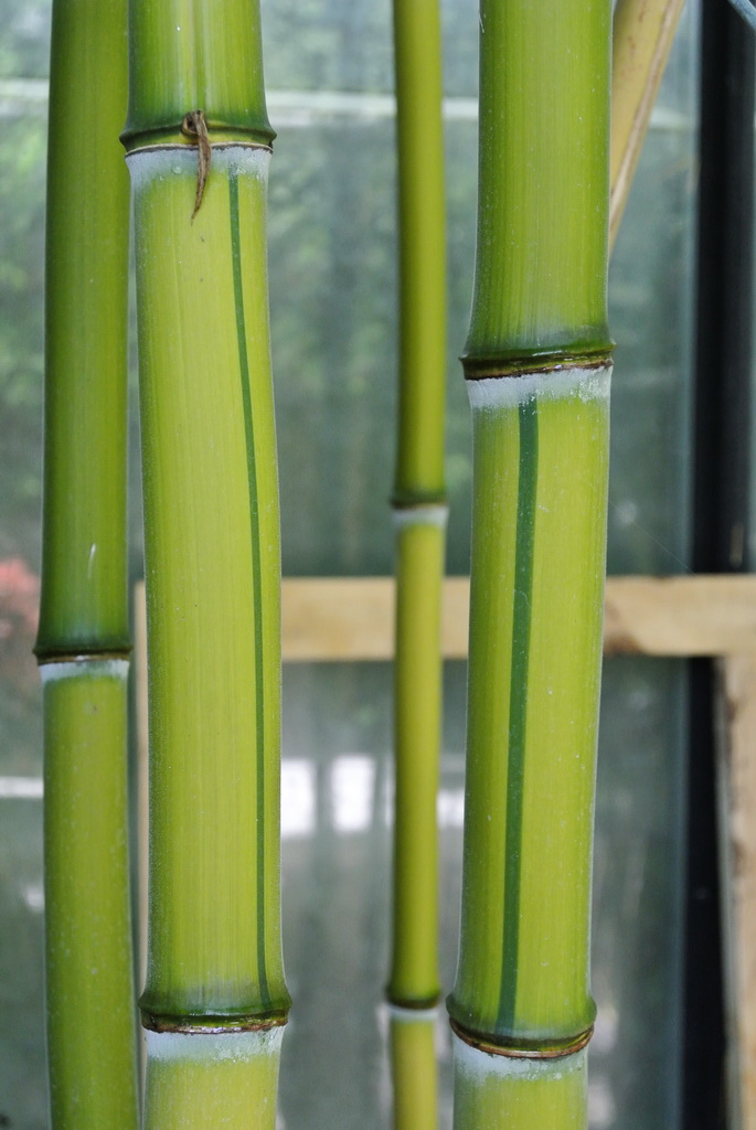 Zick -  Zack Bambus , Phyllostachys aureosulcata spectabilis