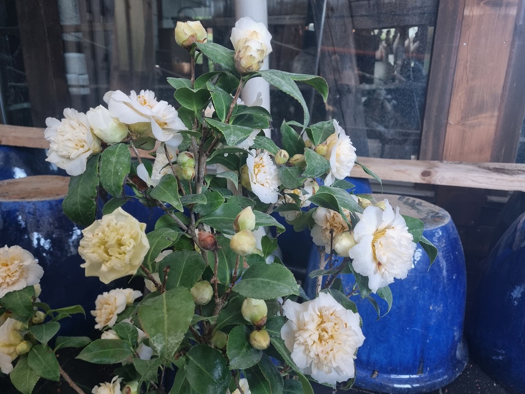 Camellia japonica weiß - Kamelie mit weißen Blüten