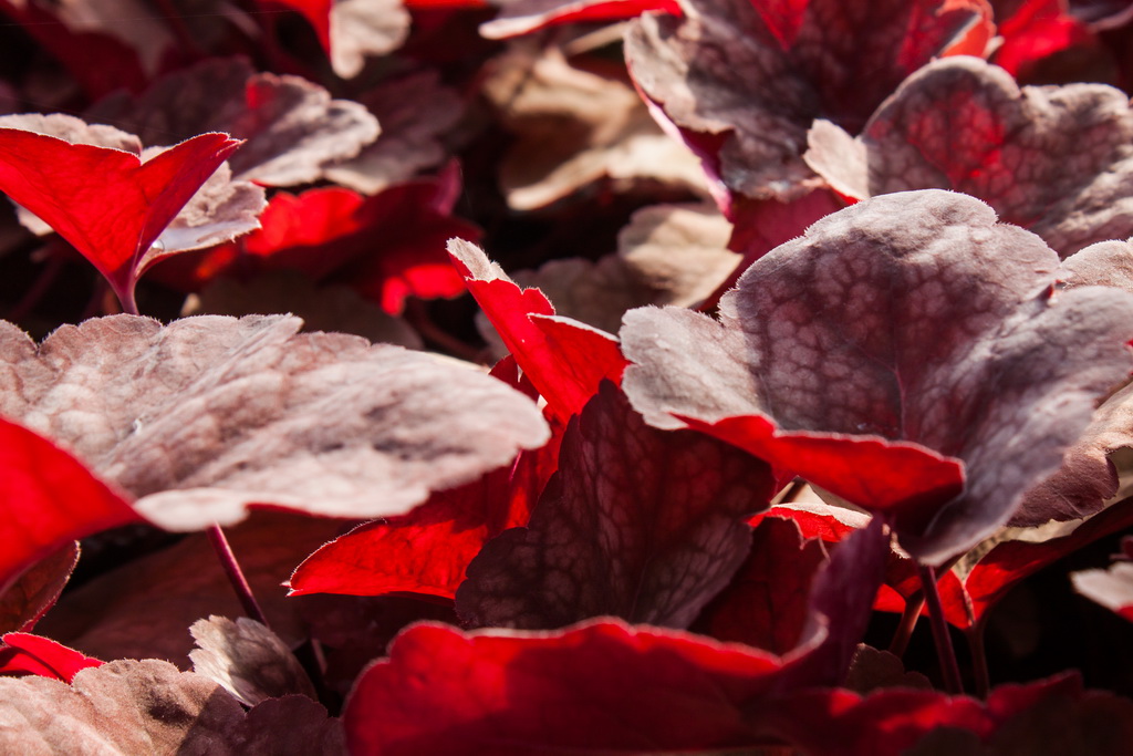 Purpurglöckchen, Heuchera micrantha Amber Lady