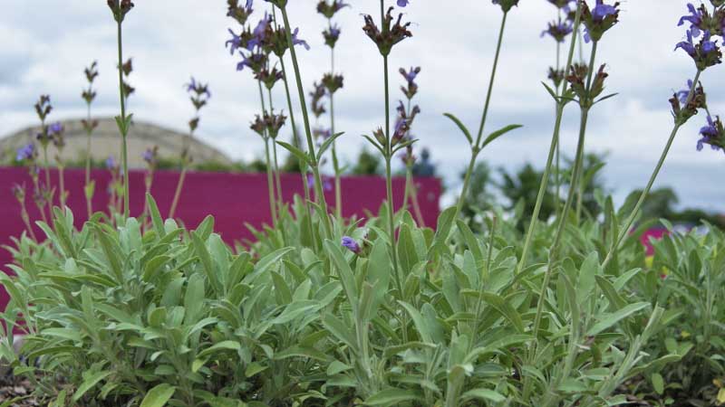 Küchensalbei, Salvia officinalis